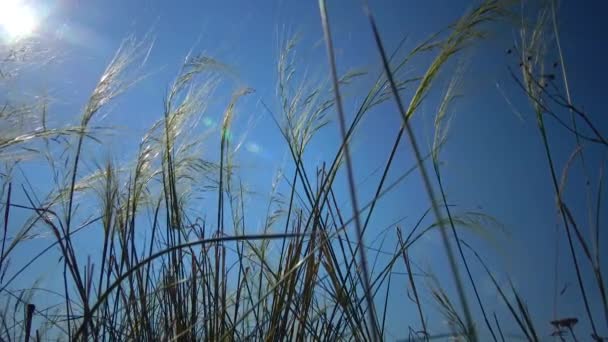 Ukrainian Steppe Feather Grass Blue Sky Slopes Tiligul Estuary — Vídeo de stock