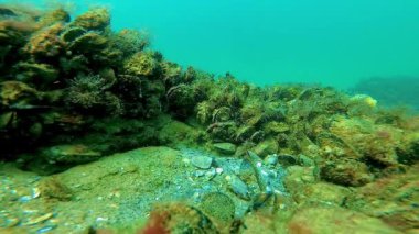Sualtı manzarası, Karadeniz 'de deniz tabanındaki bir taşın üzerinde alglerle kaplanmış midyeler.