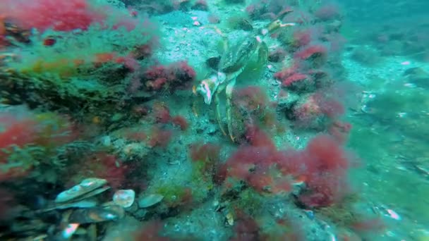 緑のカニ カルシヌスAestuarii 卵を持つ女性は緑藻類 黒海と砂の海底を歩く — ストック動画
