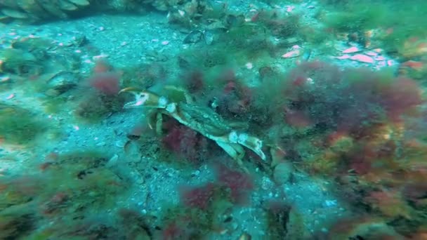 Yeşil Yengeç Carcinus Aestuarii Kumlu Deniz Tabanında Yeşil Yosunlarla Yürüyen — Stok video
