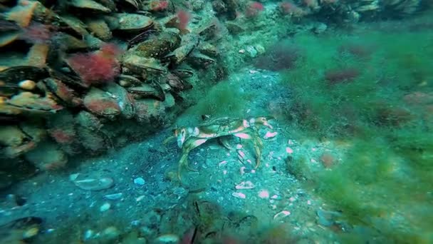 绿螃蟹 Carcinus Aestuarii 一只带着蛋的雌螃蟹 带着绿藻在沙质的海底行走 — 图库视频影像