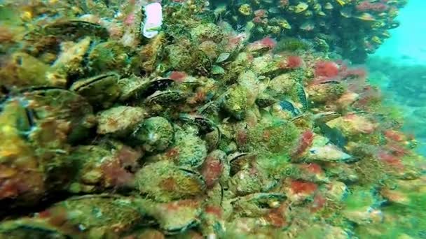Μύδια Της Μεσογείου Mytilus Galloprovincialis Μαύρη Θάλασσα Ουκρανία — Αρχείο Βίντεο