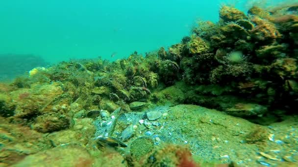 Underwater Landscape Mussels Overgrown Algae Stone Seabed Black Sea — Stock videók