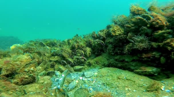 Undervattenslandskap Musslor Övervuxna Med Alger Sten Havsbotten Svarta Havet — Stockvideo
