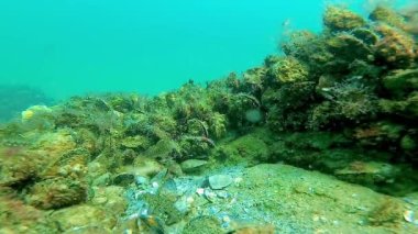 Sualtı manzarası, Karadeniz 'de deniz tabanındaki bir taşın üzerinde alglerle kaplanmış midyeler.