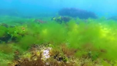 Deniz tabanında yeşil, kırmızı ve kahverengi algler. Su altı manzarası, Karadeniz