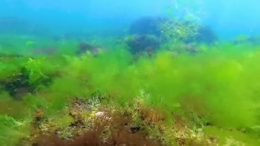 Deniz tabanında yeşil, kırmızı ve kahverengi algler. Su altı manzarası, Karadeniz