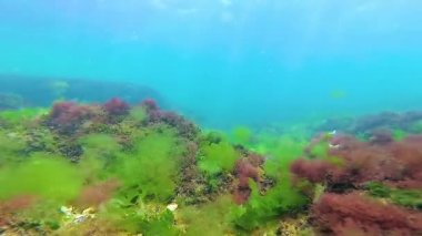 Deniz tabanında yeşil, kırmızı ve kahverengi algler. Su altı manzarası, Karadeniz