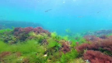 Deniz tabanında yeşil, kırmızı ve kahverengi algler. Su altı manzarası, Karadeniz