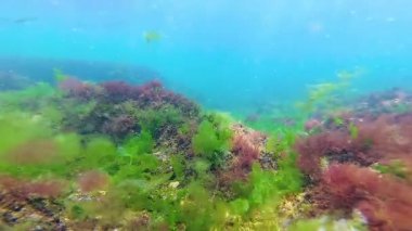 Deniz tabanında yeşil, kırmızı ve kahverengi algler. Su altı manzarası, Karadeniz