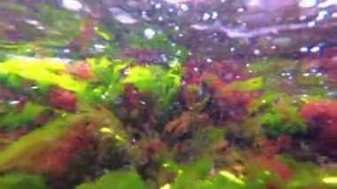 Deniz tabanında yeşil, kırmızı ve kahverengi algler. Su altı manzarası, Karadeniz