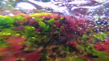 Deniz tabanında yeşil, kırmızı ve kahverengi algler. Su altı manzarası, Karadeniz