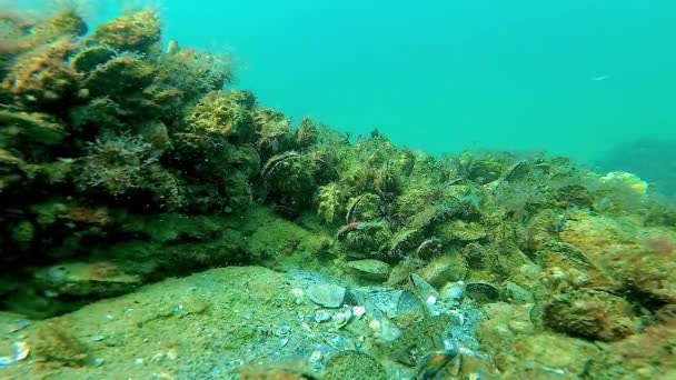 在海底景观中 贻贝生长在黑海海底的石头上 上面布满了海藻 — 图库视频影像