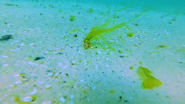 Enteromorpha Πράσινα Φύκια Αναπτύσσονται Ένα Καβούρι Ερημίτης Μαύρη Θάλασσα — Αρχείο Βίντεο