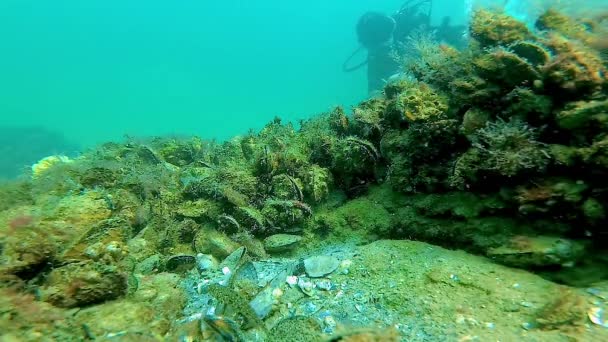 海底景观 背景中的潜水员 在黑海海底的石头上长满了海藻的贻贝 — 图库视频影像
