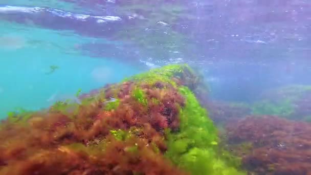 Green Red Brown Algae Seabed Underwater Landscape Black Sea — Video Stock