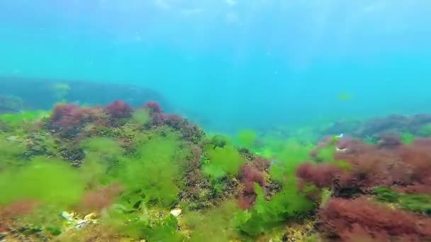 Zelené Červené Hnědé Řasy Mořském Dně Podvodní Krajina Černé Moře — Stock video
