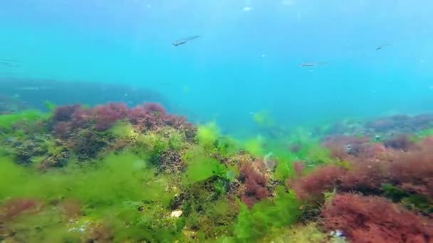 Alge Verzi Roșii Maro Fundul Mării Peisaj Subacvatic Marea Neagră — Videoclip de stoc