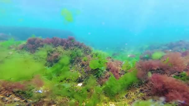 Green Red Brown Algae Seabed Underwater Landscape Black Sea — Wideo stockowe