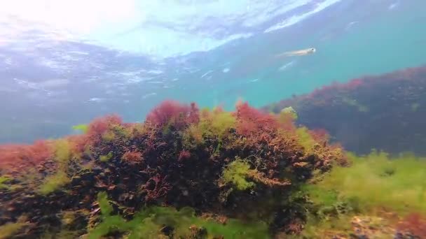 海底绿藻 红藻和褐藻 黑海海底景观 — 图库视频影像