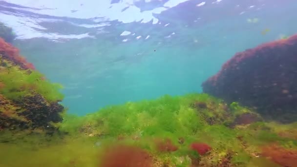 Green Red Brown Algae Seabed Underwater Landscape Black Sea — Vídeo de Stock