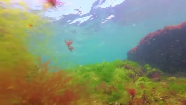 Зеленые Красные Коричневые Водоросли Дне Моря Подводный Пейзаж Черное Море — стоковое видео