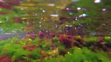 Deniz tabanında yeşil, kırmızı ve kahverengi algler. Su altı manzarası, Karadeniz