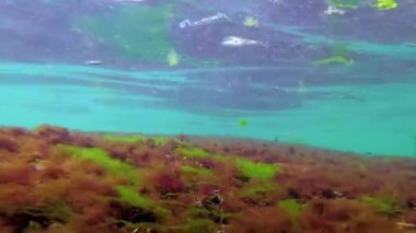 Deniz tabanında yeşil, kırmızı ve kahverengi algler. Su altı manzarası, Karadeniz