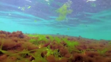 Deniz tabanında yeşil, kırmızı ve kahverengi algler. Su altı manzarası, Karadeniz