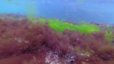 Deniz tabanında yeşil, kırmızı ve kahverengi algler. Su altı manzarası, Karadeniz