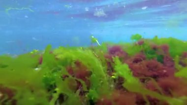 Deniz tabanında yeşil, kırmızı ve kahverengi algler. Su altı manzarası, Karadeniz