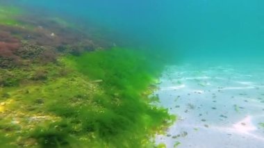Deniz tabanında yeşil, kırmızı ve kahverengi algler. Su altı manzarası, Karadeniz