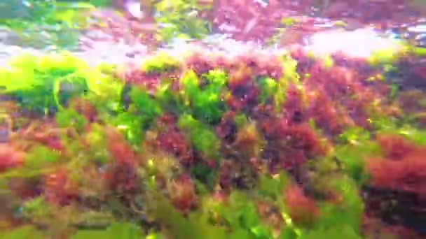 Зеленые Красные Коричневые Водоросли Дне Моря Подводный Пейзаж Черное Море — стоковое видео