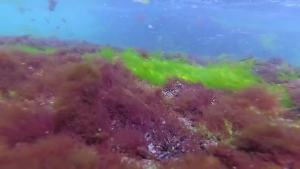 Groene Rode Bruine Algen Zeebodem Onderwaterlandschap Zwarte Zee — Stockvideo