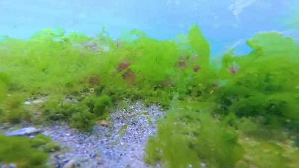 Green Red Brown Algae Seabed Underwater Landscape Black Sea — Stockvideo
