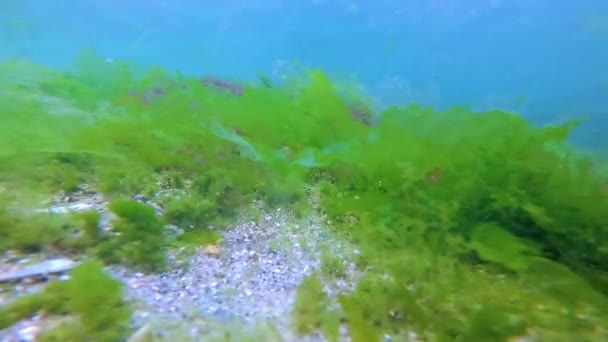 Зелений Червоний Коричневий Водорості Морському Дні Підводний Пейзаж Чорне Море — стокове відео