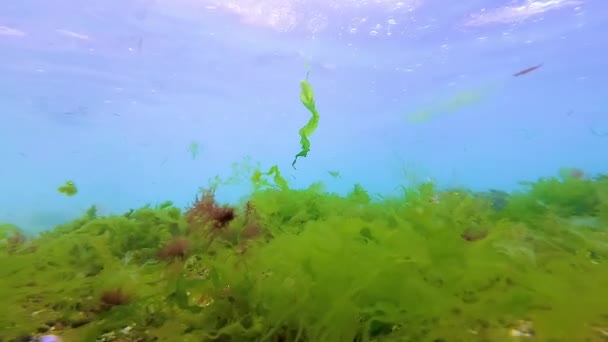 Green Red Brown Algae Seabed Underwater Landscape Black Sea — Vídeo de stock