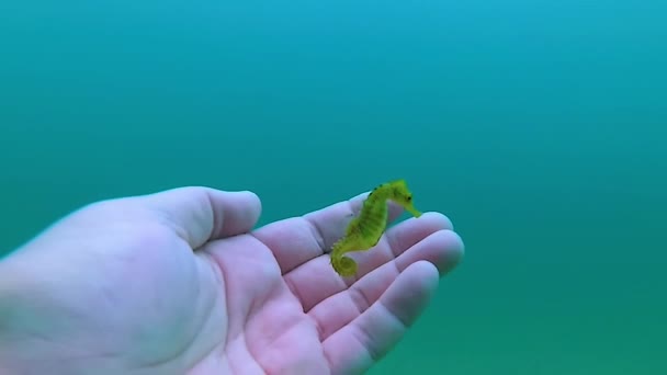 短吻海马 海马海马 在黑海一名潜水员的手附近游泳 — 图库视频影像