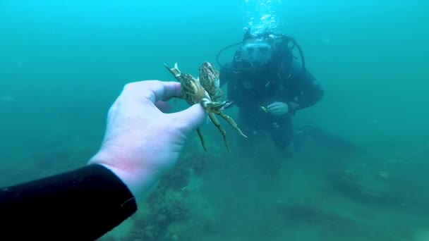 Ukraine Black Sea July 2018 一名潜水员展示一只雄性绿螃蟹 Carcinus Maenas 在交配前抱着一只雌性 — 图库视频影像