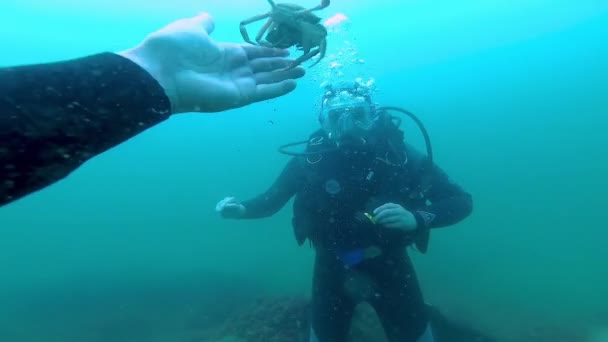 Ukraine Black Sea Července 2018 Potápěč Ukazuje Samce Kraba Zeleného — Stock video