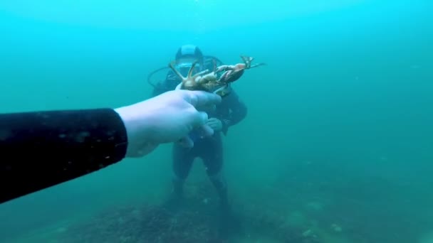Ukraine Black Sea July 2018 一名潜水员展示一只雄性绿螃蟹 Carcinus Maenas 在交配前抱着一只雌性 — 图库视频影像