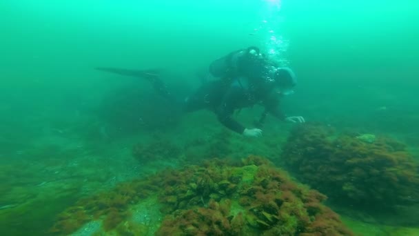Ukraine Black Sea July 2018 Diver Swims Seabed Black Sea — Stock Video