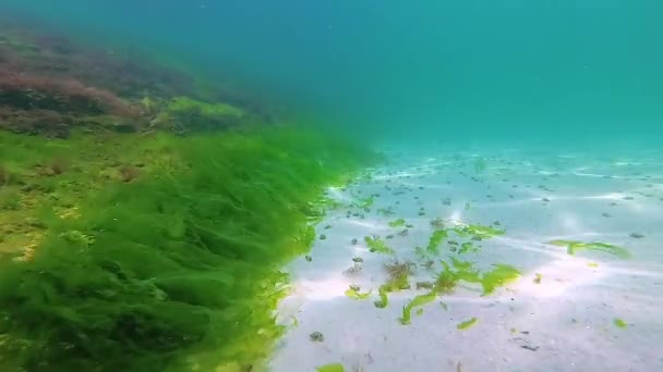 Green Red Brown Algae Seabed Underwater Landscape Black Sea — Video