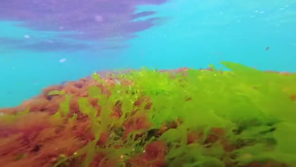 Zelené Červené Hnědé Řasy Mořském Dně Podvodní Krajina Černé Moře — Stock video