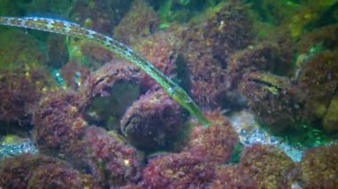Broad-nosed pipefish (Syngnathus typhle) in the thickets of seaweed. Fish of the Black Sea