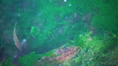 Gri grasse (Symphodus cinereus), erkek yosun yuvasını balık yumurtalarıyla korur, Karadeniz