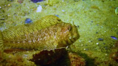 Balık Karadeniz, dokunaçlı blenny, (Parablennius tentacularis)