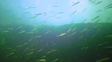 Büyük ölçekli büyük ölçekli kum eritme (Atherina pontica) sürüsü, Karadeniz 'de su kolunda yüzer. 