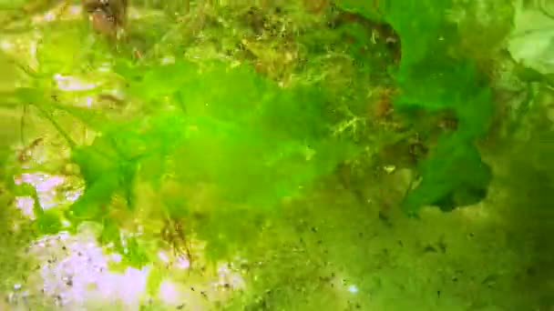 Big Green Crab Carcinus Maenas Runs Seabed Green Algae Black — Video