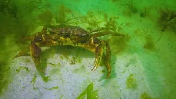 Büyük Yeşil Yengeç Carcinus Maenas Yeşil Algler Karadeniz Istilacı Türler — Stok video